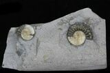 Two Promicroceras Ammonites - England #30734-1
